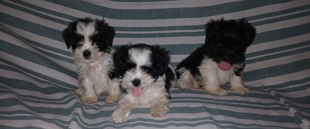 Shi-tzu Pups For Sale 40k Neg