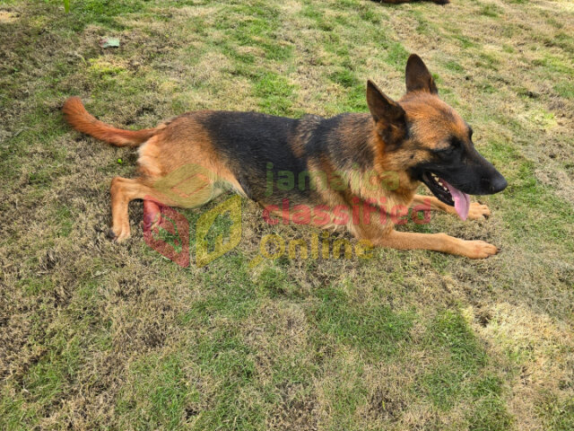 Full Breed Unregistered German Shep Pups