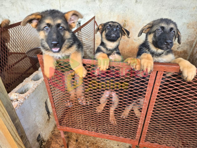 Full Breed Unregistered German Shep Pups