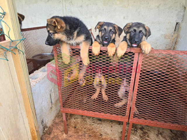 Full Breed Unregistered German Shep Pups