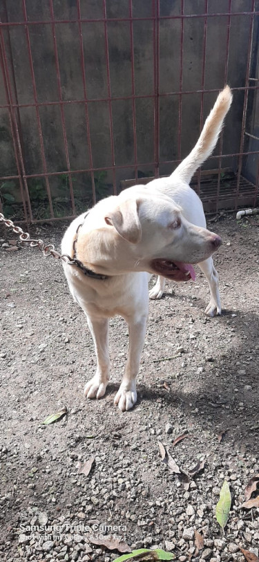 Male Labrador Retriever For Sale