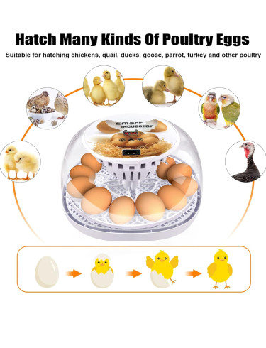 12-Egg Incubator / Automatic Egg Turner