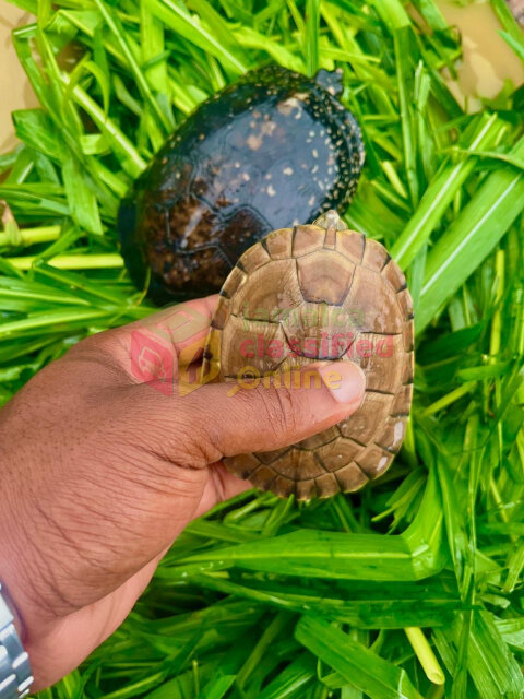 Turtles For Sale In Kingston