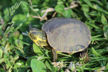 Turtles For Sale In Kingston 