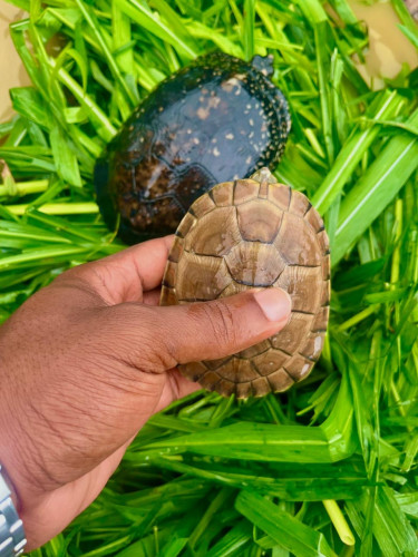 Turtles For Sale In Kingston 