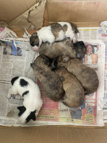 Shitzu Poodle Mix (4 Girls & 2 Boys Available)