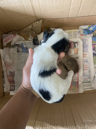 Shitzu Poodle Mix (4 Girls & 2 Boys Available)