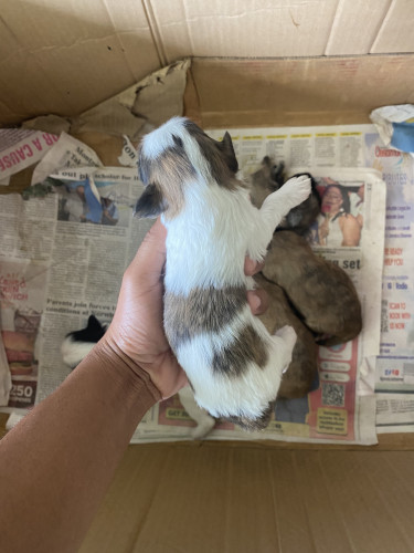 Shitzu Poodle Mix (4 Girls & 2 Boys Available)