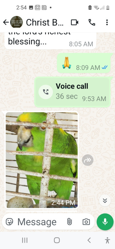 Parrot , Yellow Nape