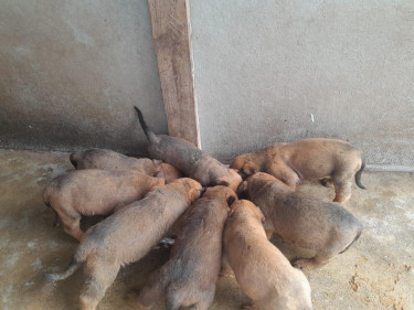 Rotti And Mastiff Mix And Straight Mastiff Pups