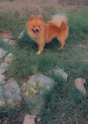 Purebred Male Pomeranian Up For Stud Services