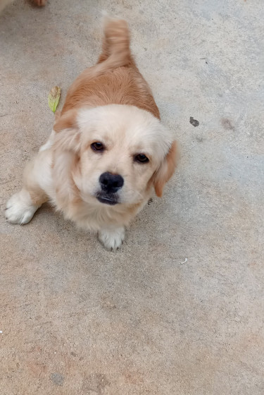 5 Months Old Male Pomeranian Mixed With Shih Tzu 