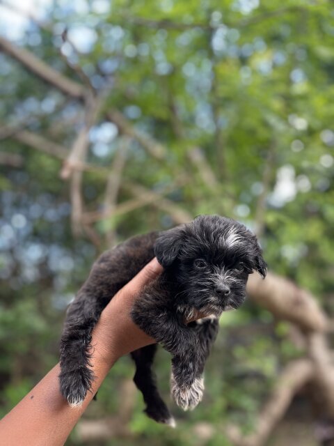 Shih Tzu Poodle Mix Puppies