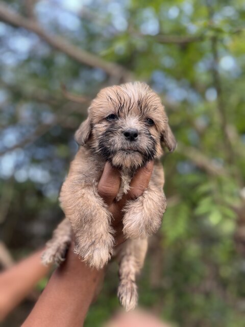 Shih Tzu Poodle Mix Puppies