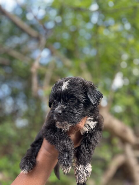 Shih Tzu Poodle Mix Puppies