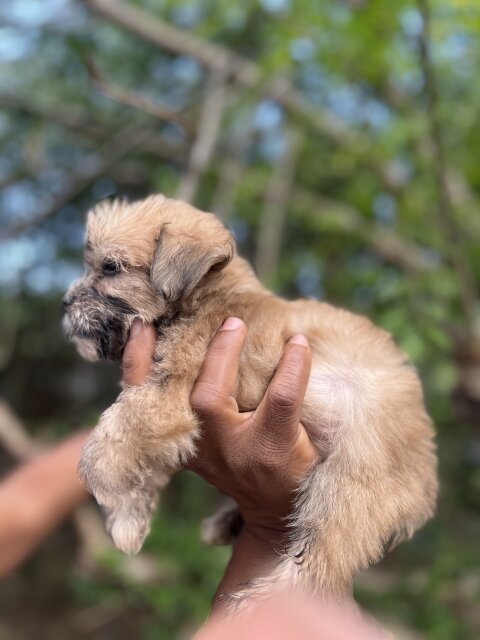 Shih Tzu Poodle Mix Puppies