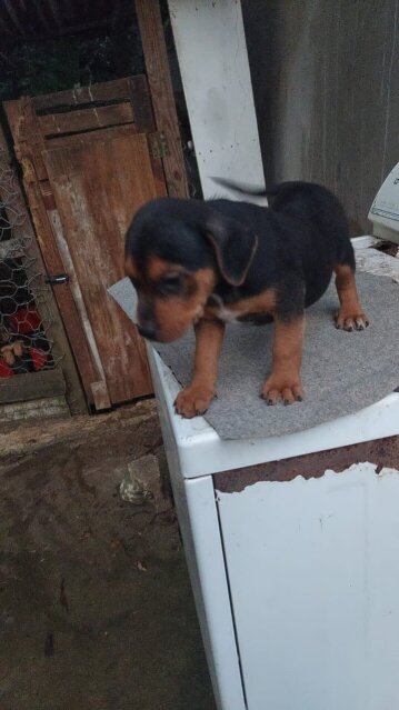 Rottweiler Pitbull Mix