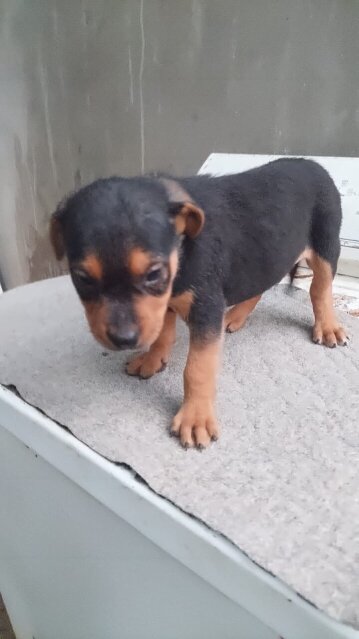 Rottweiler Pitbull Mix