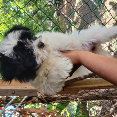 Female Shih Tzu Puppies