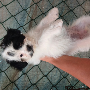 Female Shih Tzu Puppies