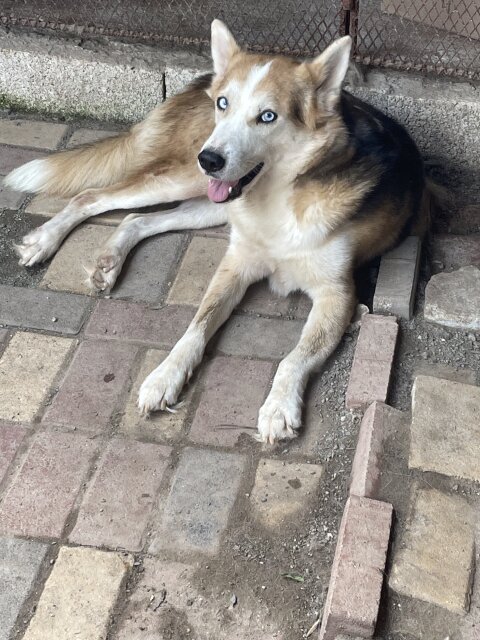 2 Year Old Male Husky For Sale