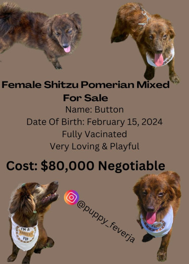 Small Breed Dogs For Sale 