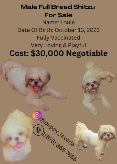 Small Breed Dogs For Sale 