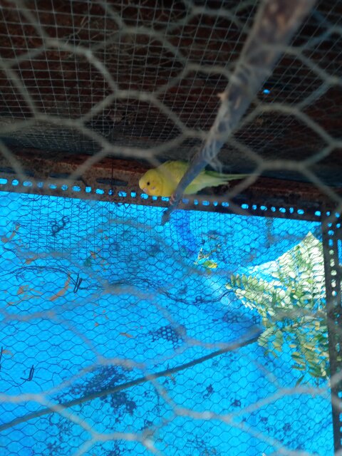 Budgie Burds For Sale