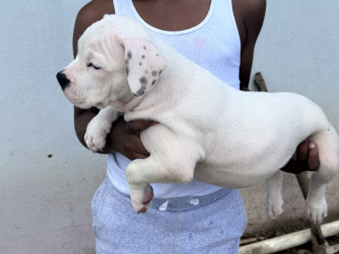 American Bully Pups Male And Female Available