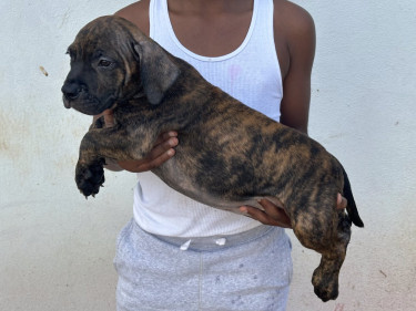 American Bully Pups Male And Female Available