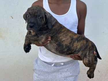 American Bully Pups Male And Female Available