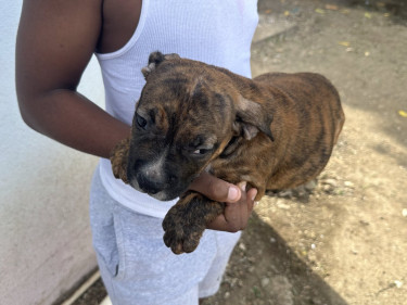 American Bully Pups Male And Female Available