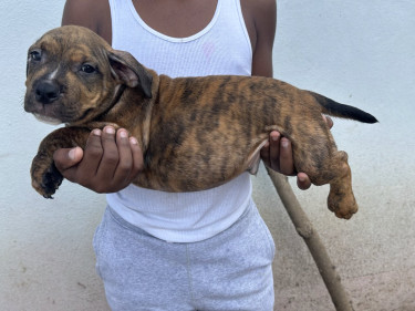 American Bully Pups Male And Female Available