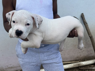 American Bully Pups Male And Female Available