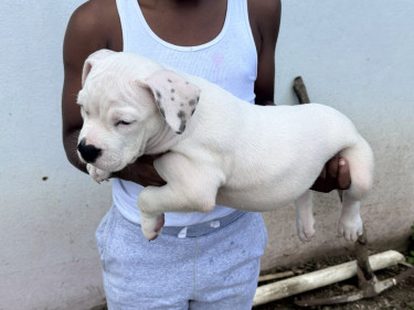 American Bully Pups Male And Female Available