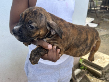 American Bully Pups Male And Female Available