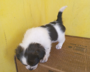 Shihtzu Pups