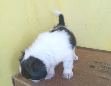 Shihtzu Pups