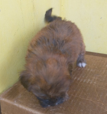 Shihtzu Pups