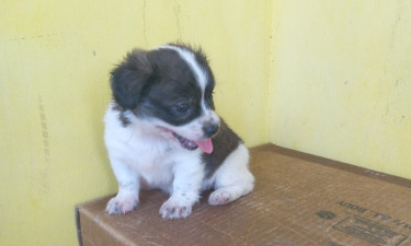 Shihtzu Pups