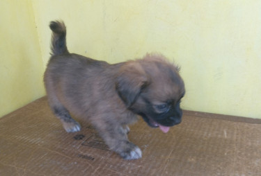 Shihtzu Pups