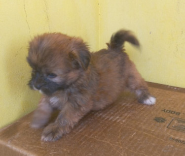 Shihtzu Pups