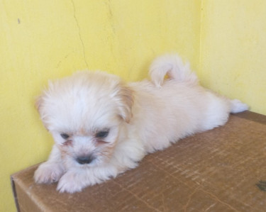 Shihtzu Pups