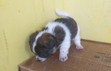 Shihtzu Pups