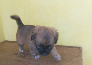 Shihtzu Pups