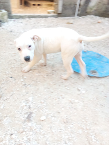 American Bulldog Mix With Pitbull 