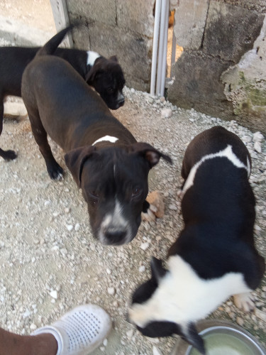 American Bulldog Mix With Pitbull 