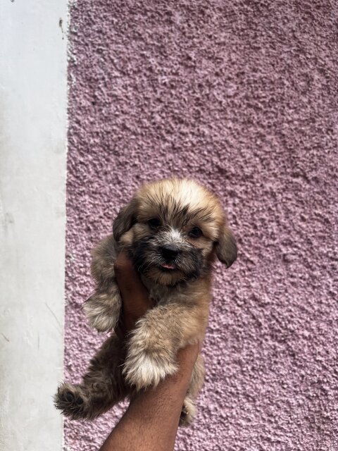 Shih Tzu Mix With Poodle Pups