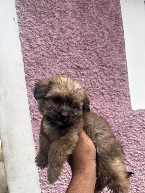 Shih Tzu Mix With Poodle Pups