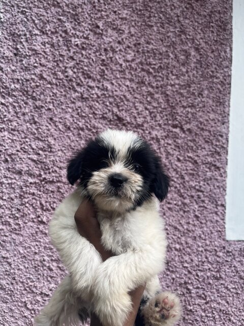 Shih Tzu Mix With Poodle Pups